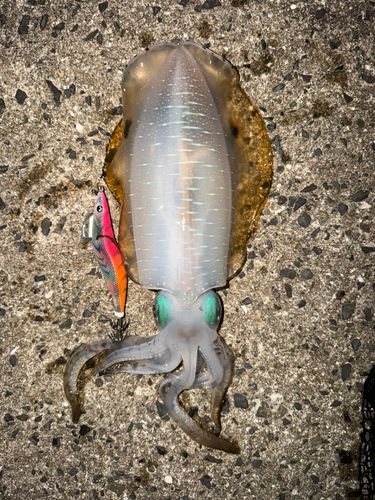 アオリイカの釣果