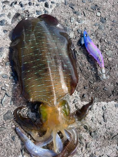 アオリイカの釣果