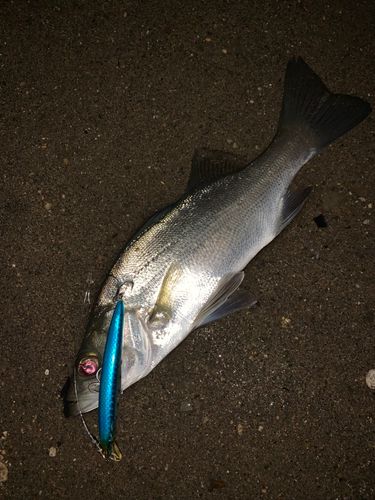 セイゴ（ヒラスズキ）の釣果