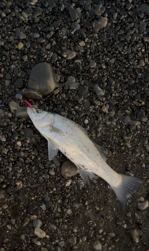 ヒラスズキの釣果