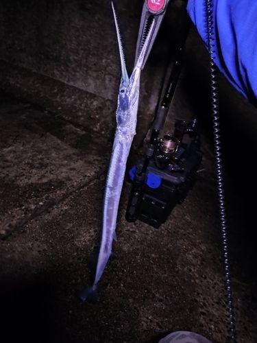ダツの釣果