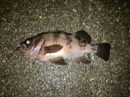 メバルの釣果