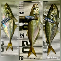 マアジの釣果