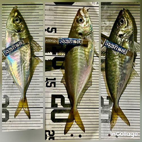マアジの釣果