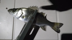 ヒラスズキの釣果