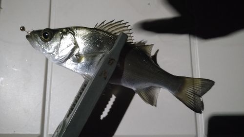 ヒラスズキの釣果