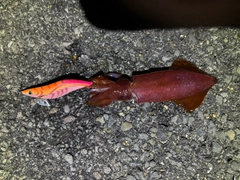 釣果