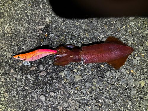 ケンサキイカの釣果