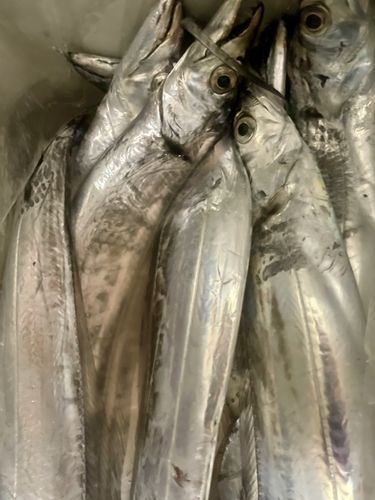 タチウオの釣果