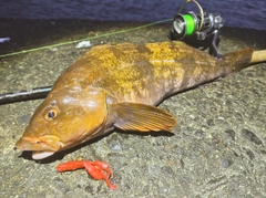 アイナメの釣果
