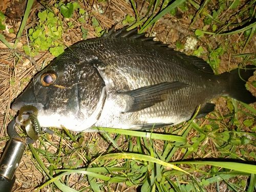 チヌの釣果