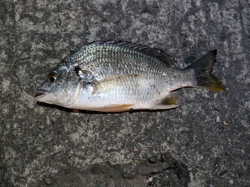 キビレの釣果