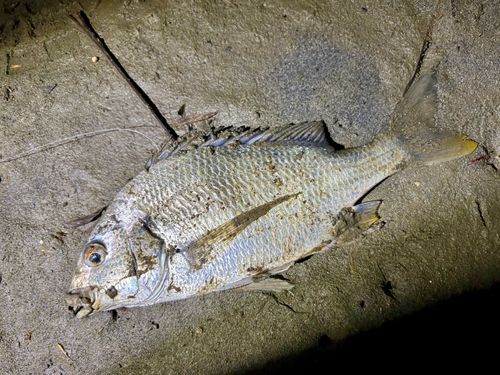 キビレの釣果