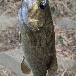 スモールマウスバス