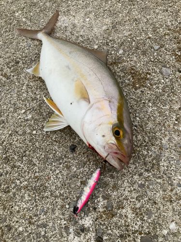 ネリゴの釣果
