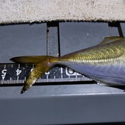 アジ