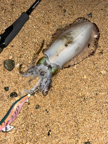アオリイカの釣果