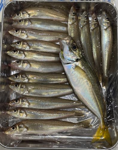 シロギスの釣果