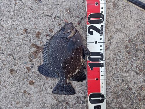イシガキダイの釣果
