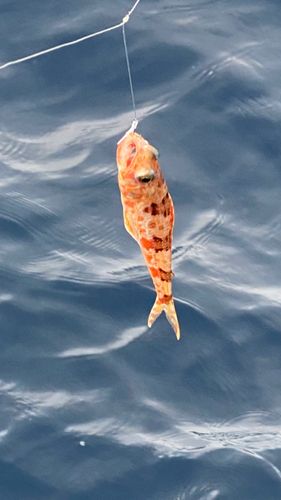 ヒメの釣果