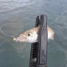 アジ