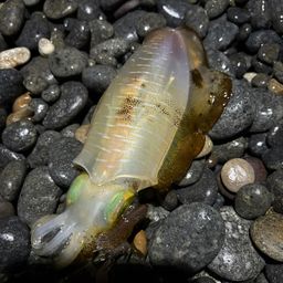 アオリイカ