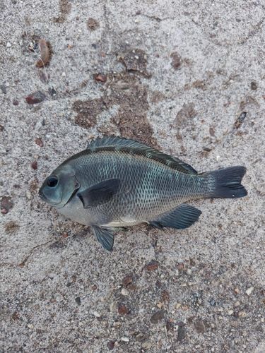 グレの釣果