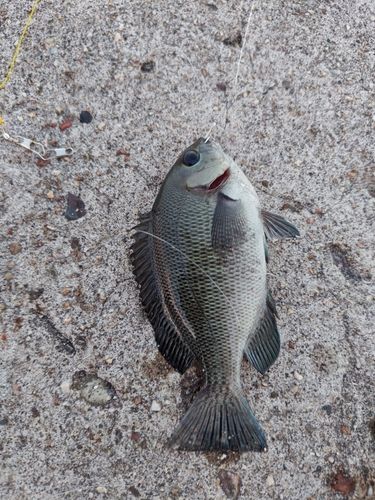 グレの釣果