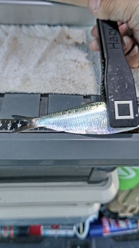 サッパの釣果