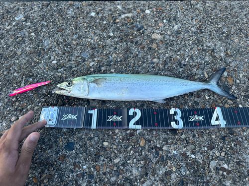 サゴシの釣果