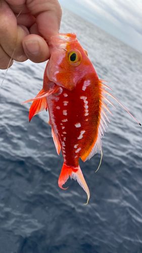 サクラダイの釣果