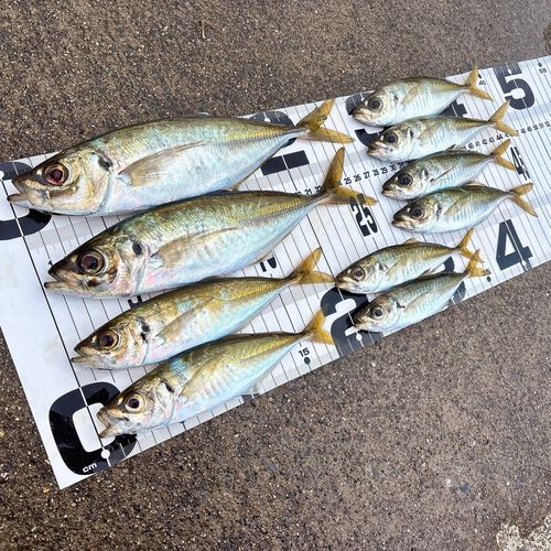 アジの釣果