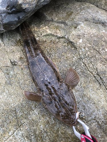 マゴチの釣果