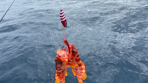 アカハタの釣果