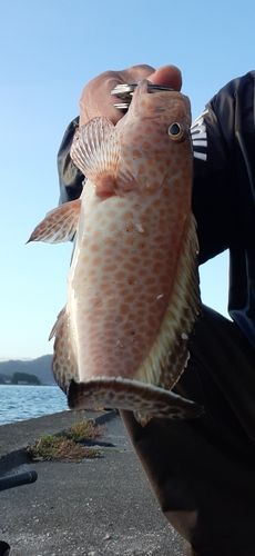 オオモンハタの釣果