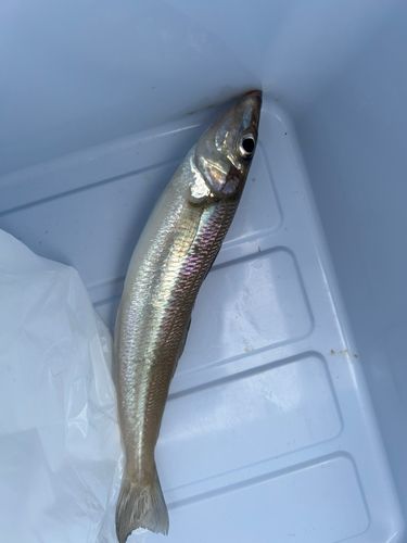 キスの釣果