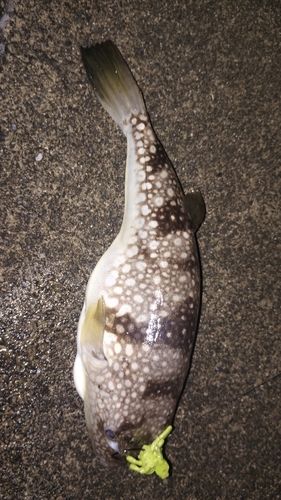 クサフグの釣果