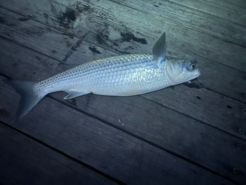 ボラの釣果