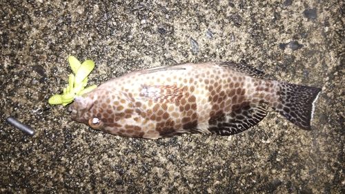 オオモンハタの釣果