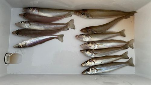 キスの釣果