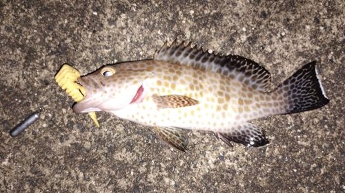 オオモンハタの釣果