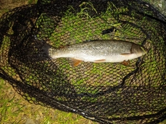 ウグイの釣果