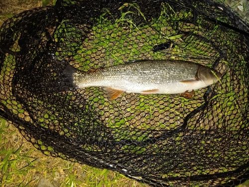ウグイの釣果