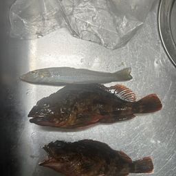 カサゴ