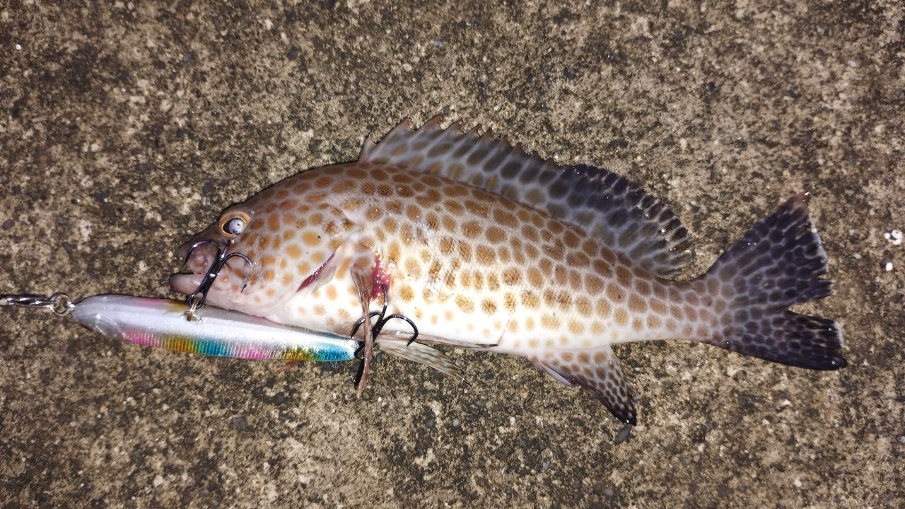 DAIWA 22HRF® (ハードロックフィッシュ) 83MB・Qの最安値