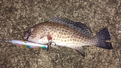 オオモンハタの釣果