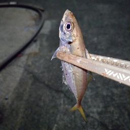 アジ
