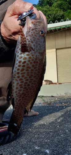 オオモンハタの釣果