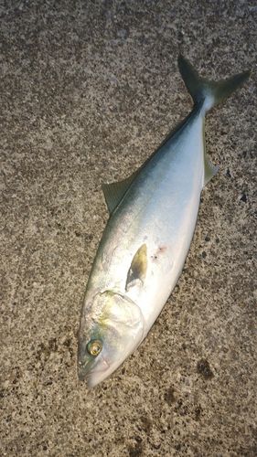 イナダの釣果