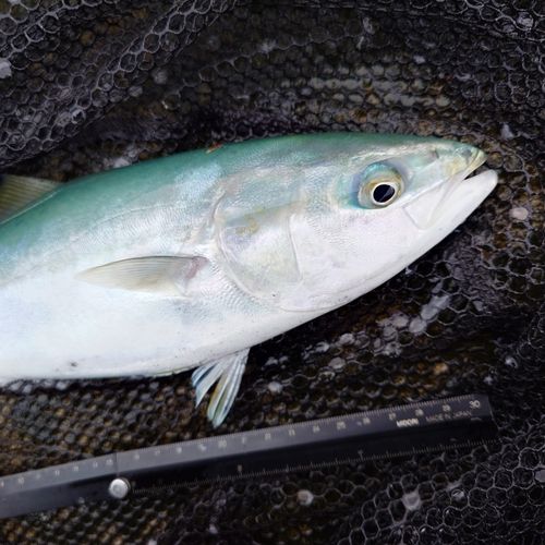 ツバイソの釣果